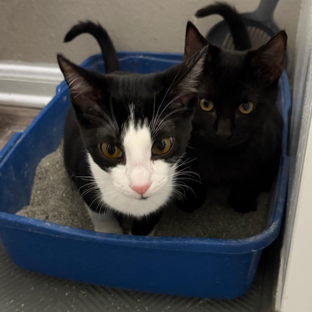 Enlarge Minuet, a Adoptable Domestic Short Hair in Prosper, TX image 4/6