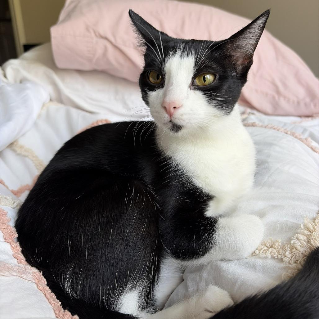Enlarge Minuet, a Adoptable Domestic Short Hair in Prosper, TX image 4/6