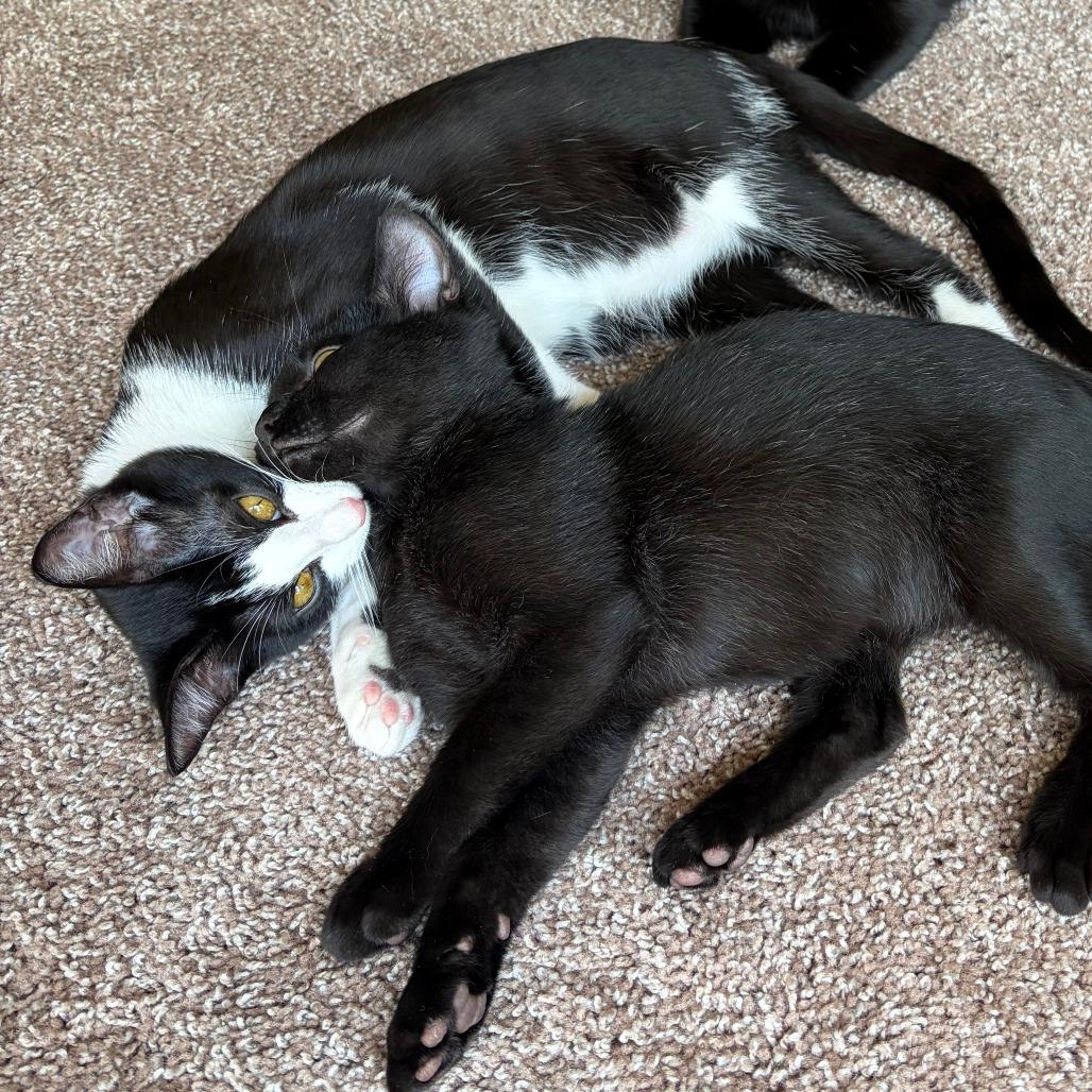 Enlarge Minuet, a Adoptable Domestic Short Hair in Prosper, TX image 6/6