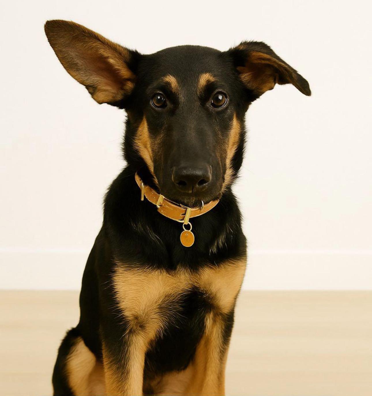Friedrich, Adoptable, Young Male German Shepherd Dog.