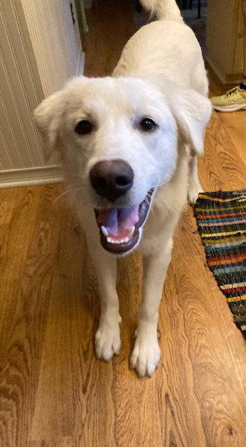 Enlarge Keller, a Adoptable Great Pyrenees in Bend, OR image 1/3