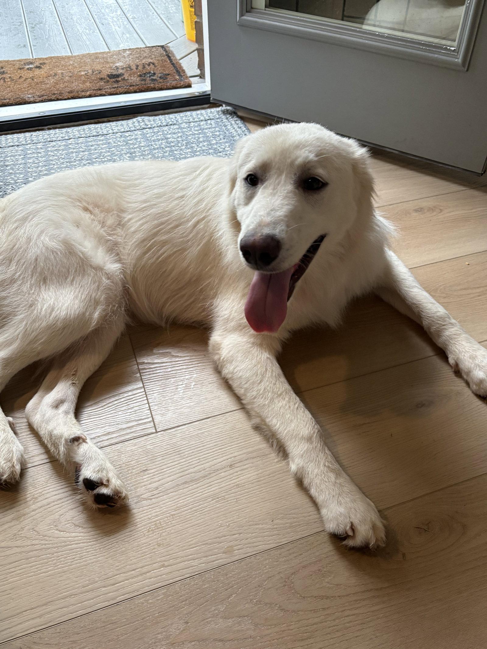 Enlarge Keller, a Adoptable Great Pyrenees in Bend, OR image 2/3