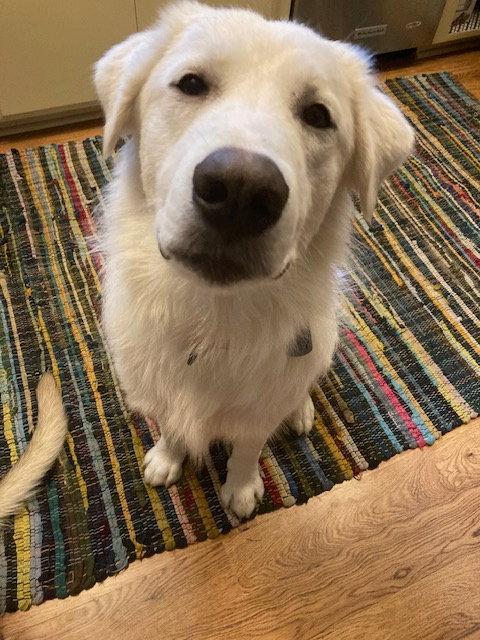 Enlarge Keller, a Adoptable Great Pyrenees in Bend, OR image 3/3