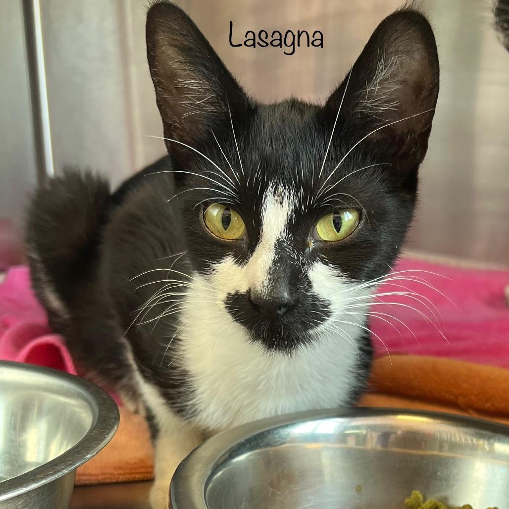 Lasagna, Adoptable, Young Female Domestic Short Hair & Domestic Short Hair.