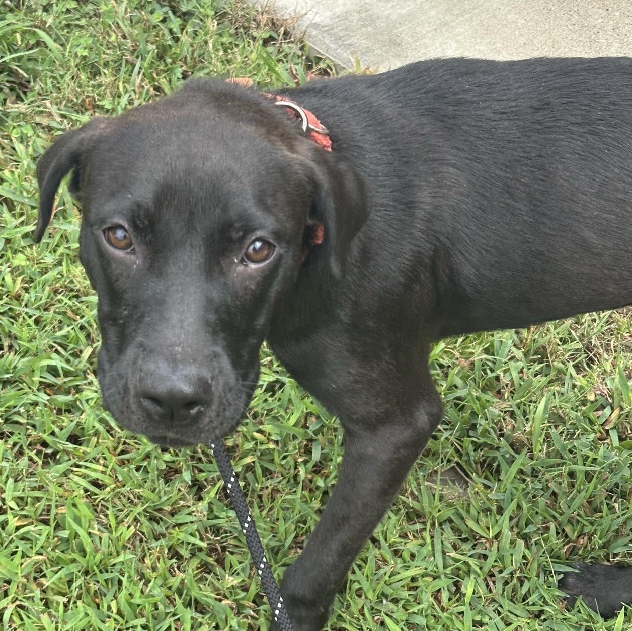 Enlarge Astray, a Adoptable mixed breed in grant, AL image 2/4