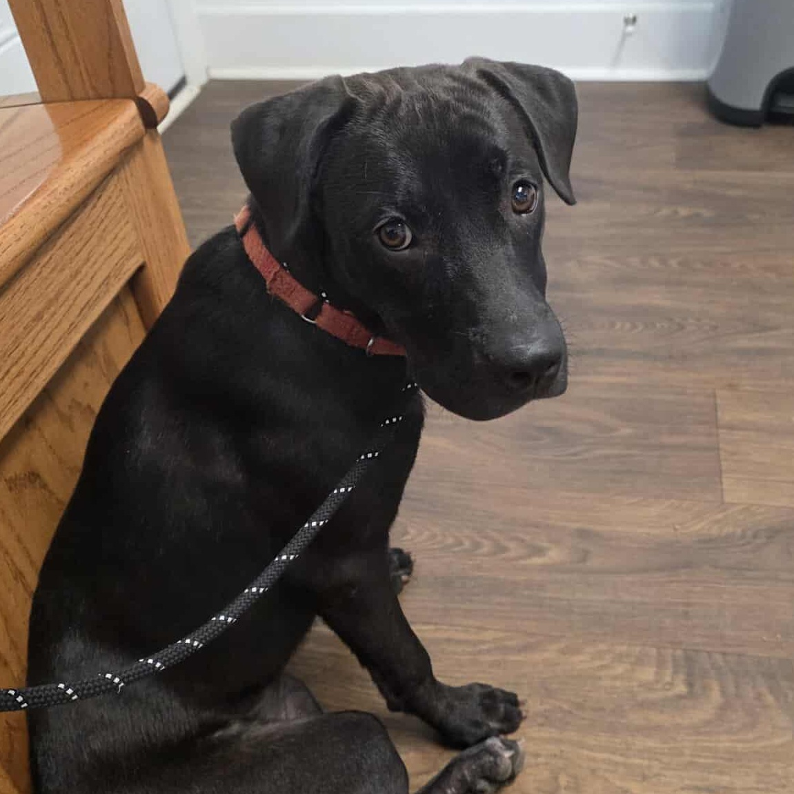 Enlarge Astray, a Adoptable mixed breed in grant, AL image 3/4