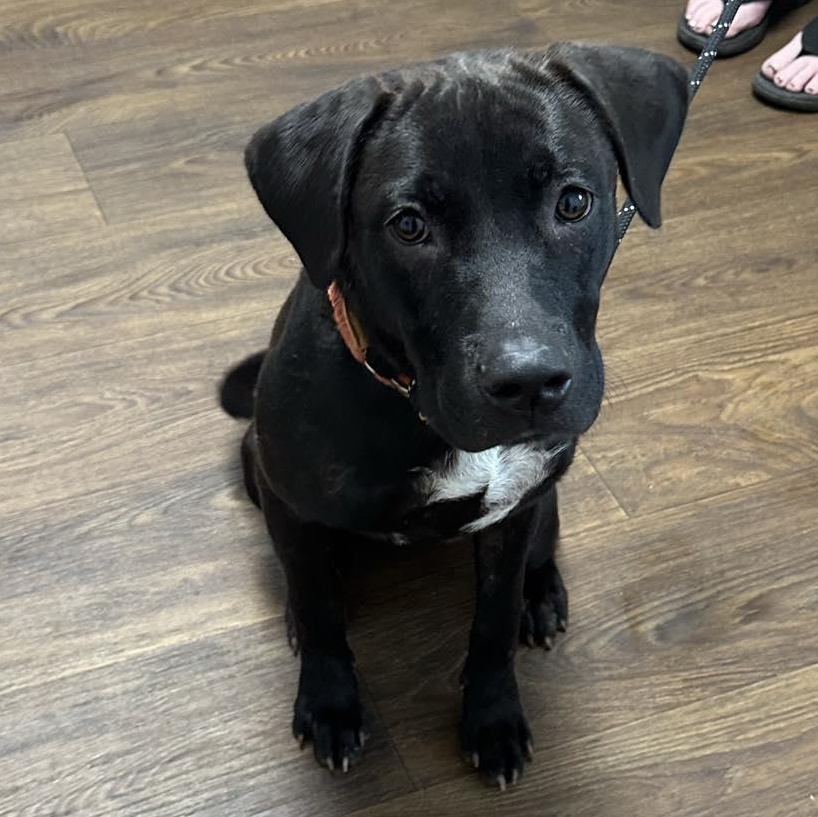 Enlarge Astray, a Adoptable mixed breed in grant, AL image 1/4