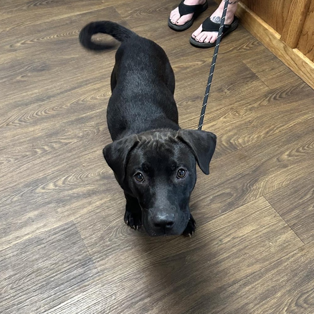 Enlarge Astray, a Adoptable mixed breed in grant, AL image 4/4