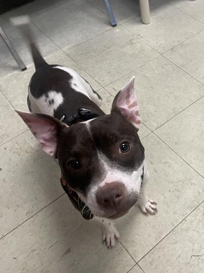 Queen Barb thumbnail 2