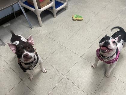 Queen Barb thumbnail 3