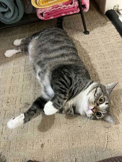 Fluffy, Adoptable, Adult Female Domestic Medium Hair & Domestic Short Hair.