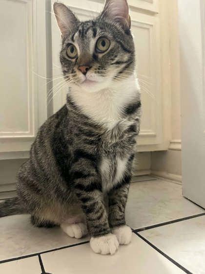 Enlarge Fluffy, a Adoptable mixed breed in Savannah, GA image 2/3