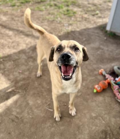Sammy (91771), a ADOPTABLE mixed breed in Spanish Fork, UT image 1/3
