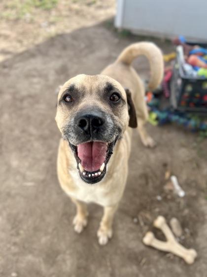 Sammy (91771), a ADOPTABLE mixed breed in Spanish Fork, UT image 2/3