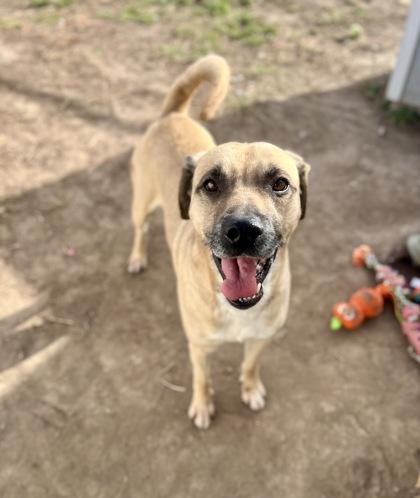 Sammy (91771), a ADOPTABLE mixed breed in Spanish Fork, UT image 3/3