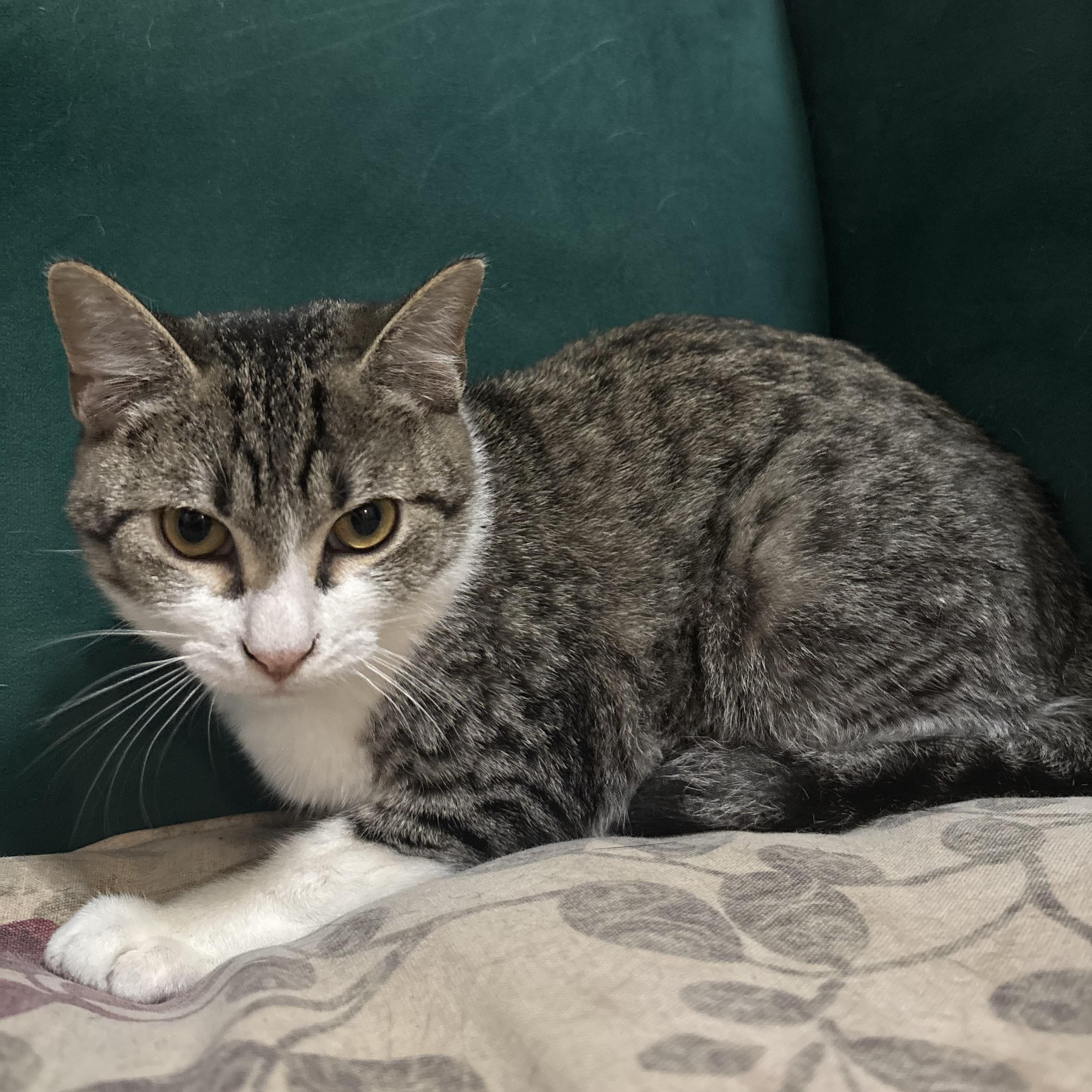 Rumble Strip (AKA Echo), Adopted, Kitten Male Domestic Short Hair.