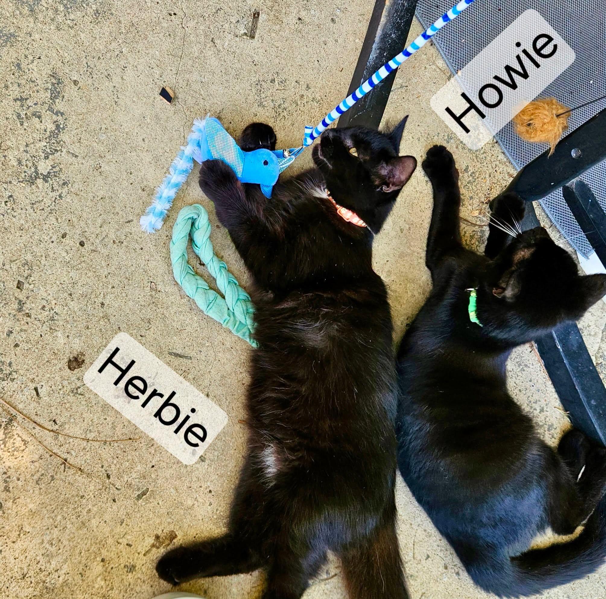 Enlarge Howie, a Adoptable mixed breed in Raleigh, NC image 2/2