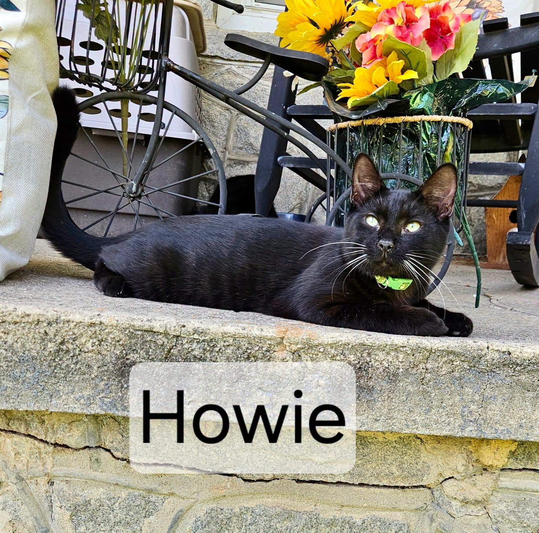 Enlarge Howie, a Adoptable mixed breed in Raleigh, NC image 1/2
