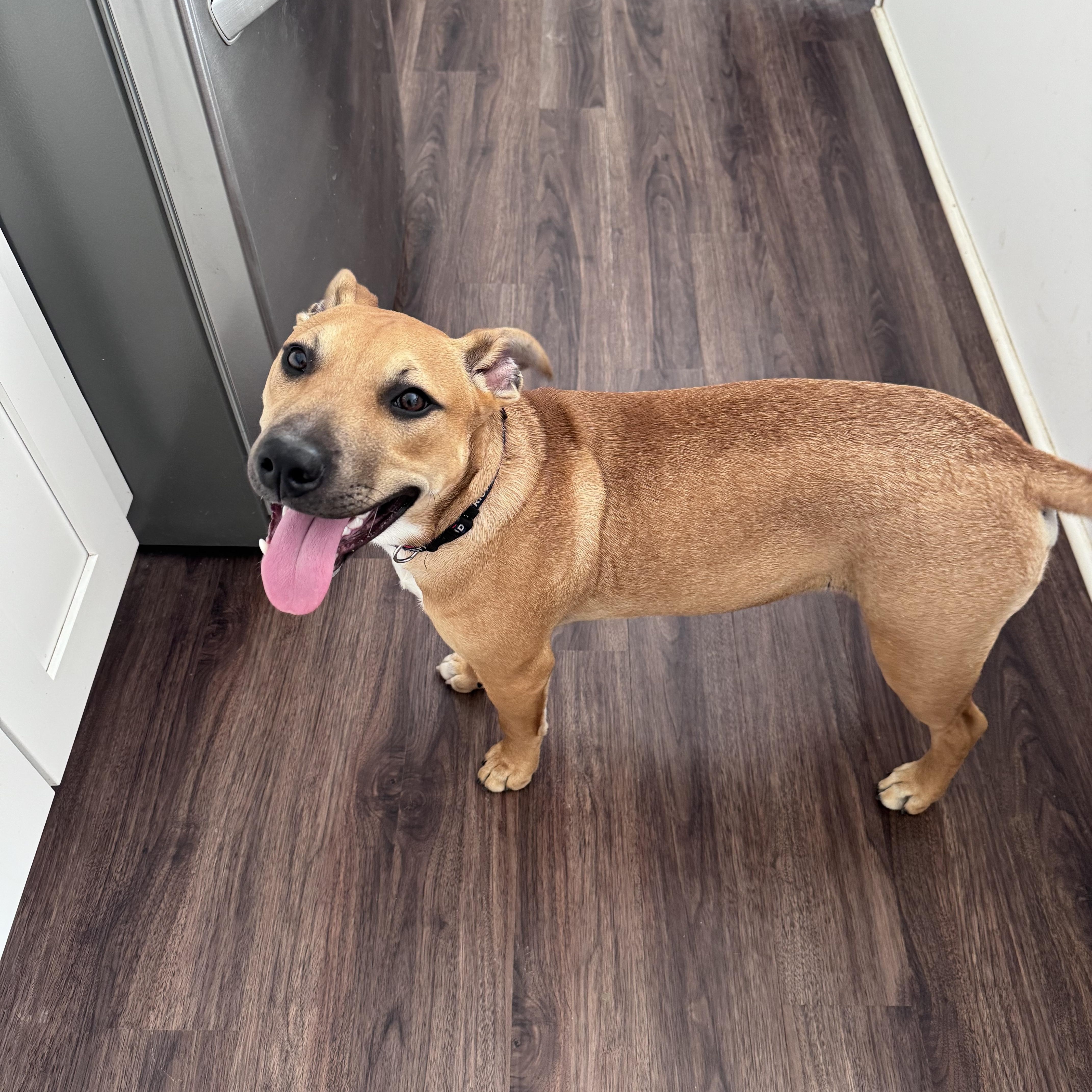 Enlarge Jimi (Hendrix), an adopted mixed breed in Monroe, NC image 2/2