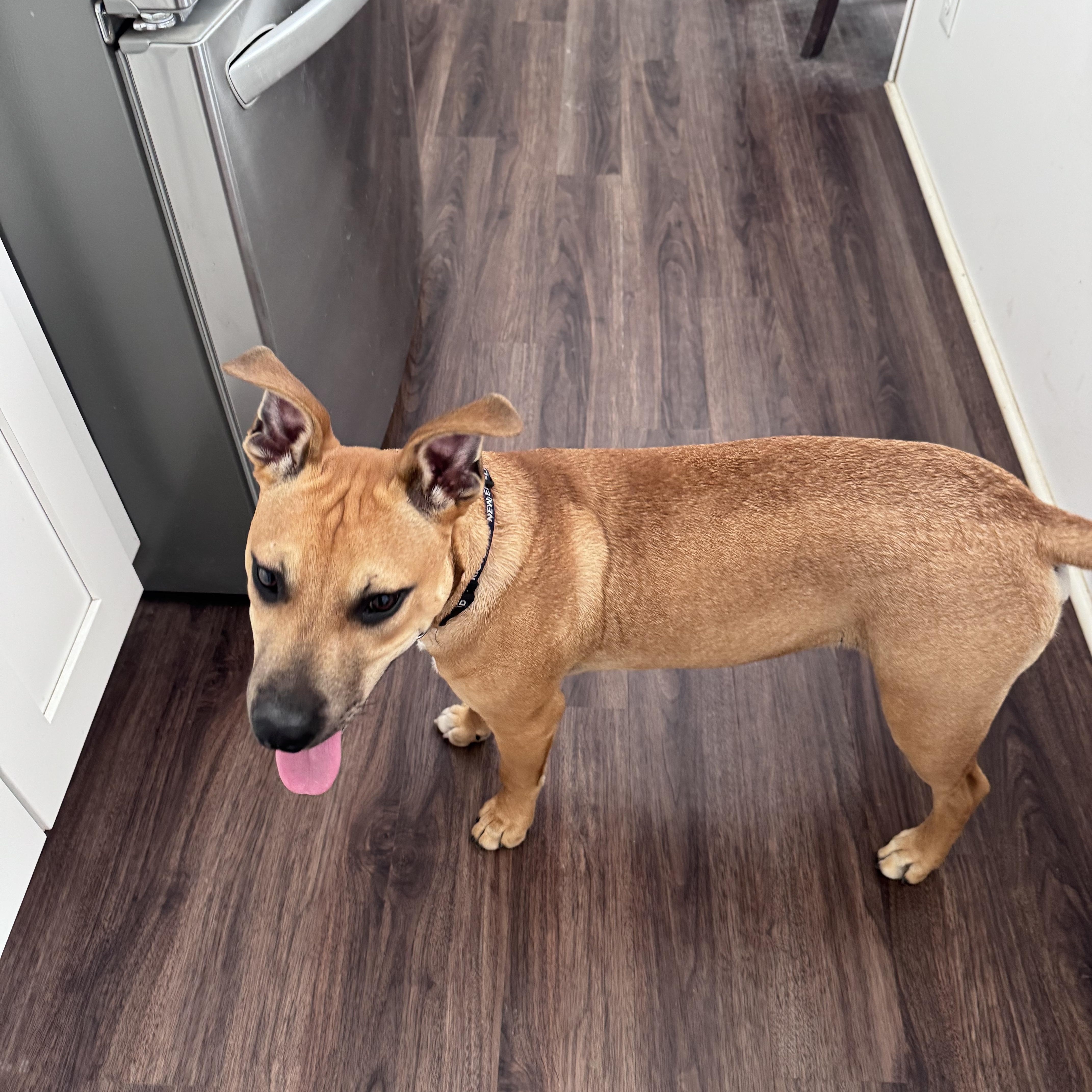 Jimi (Hendrix), adopted, Young Male Terrier.