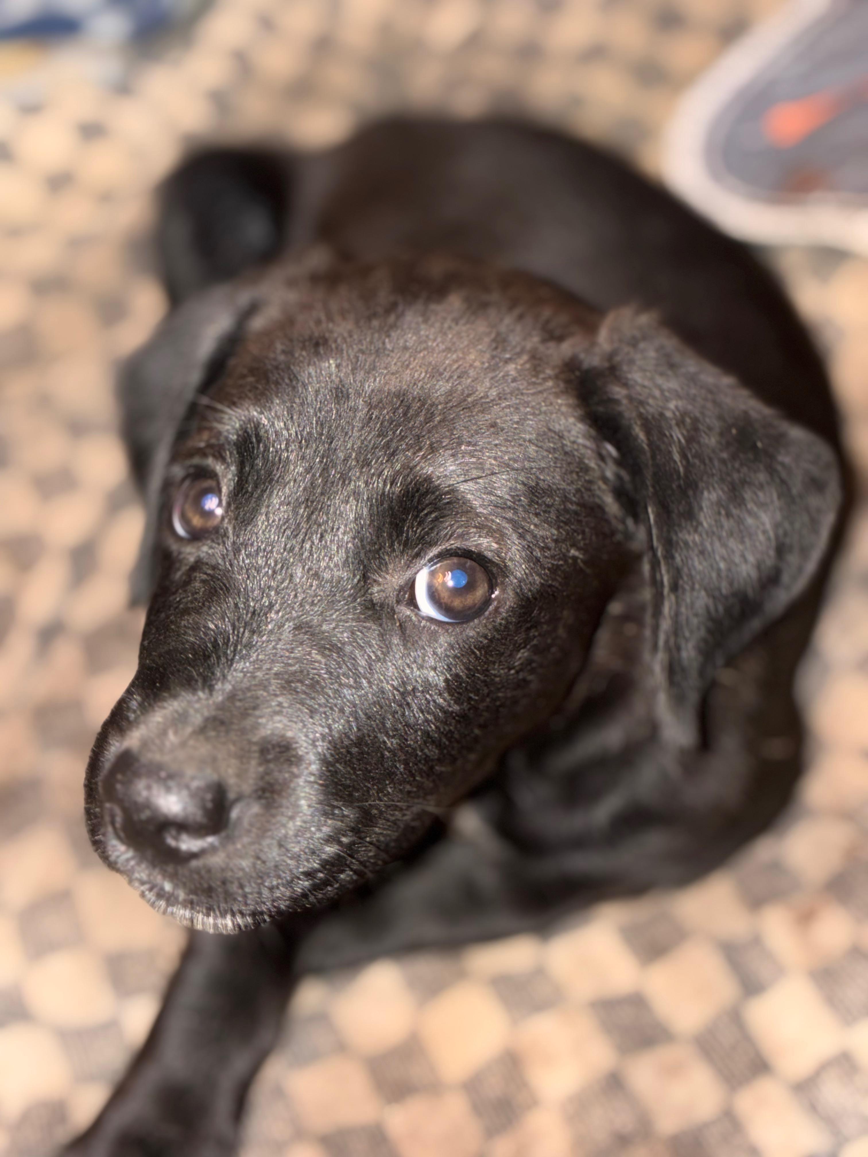 Enlarge Dolly, a Adoptable mixed breed in Warrington, PA image 2/6