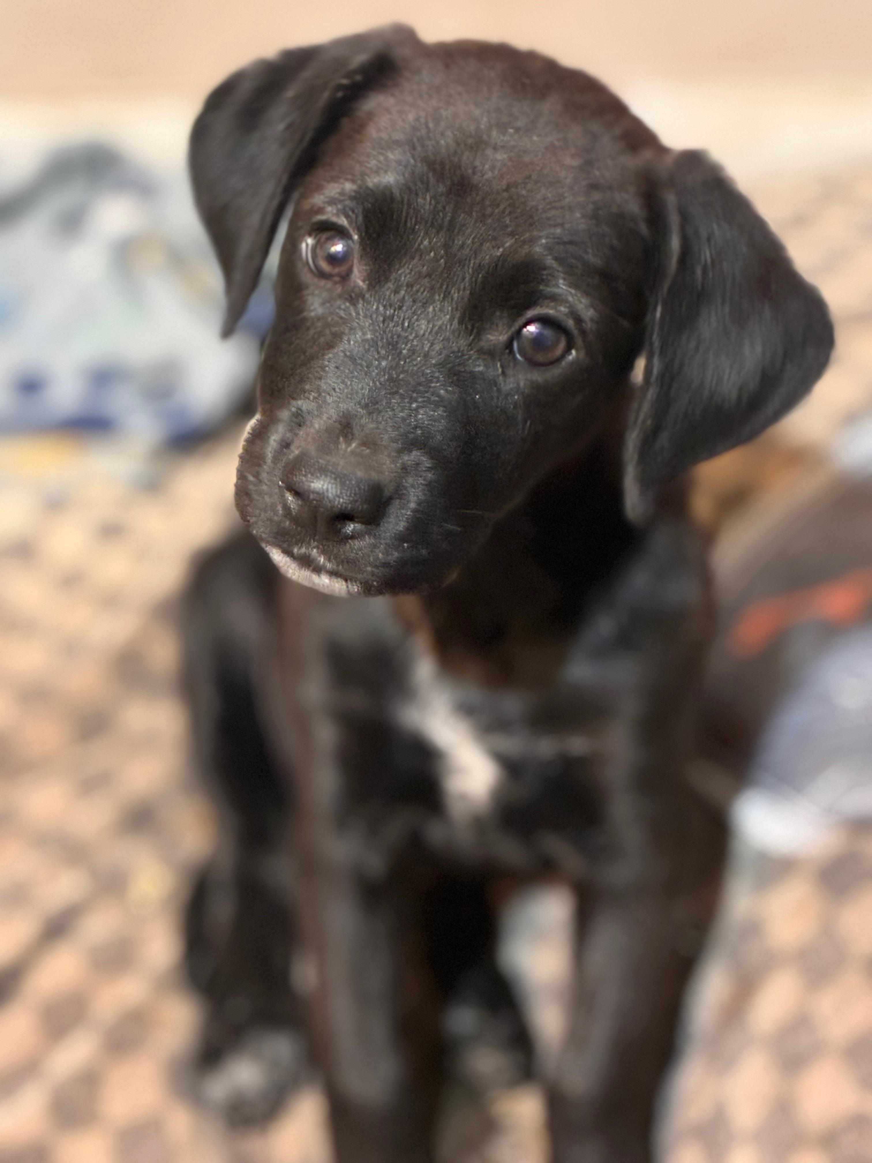 Enlarge Dolly, a Adoptable mixed breed in Warrington, PA image 3/6