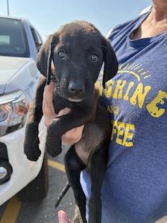 Enlarge Dolly, a Adoptable mixed breed in Warrington, PA image 5/6