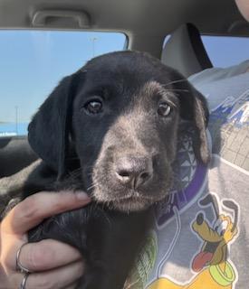 Dolly, Adoptable, Puppy Female Labrador Retriever.