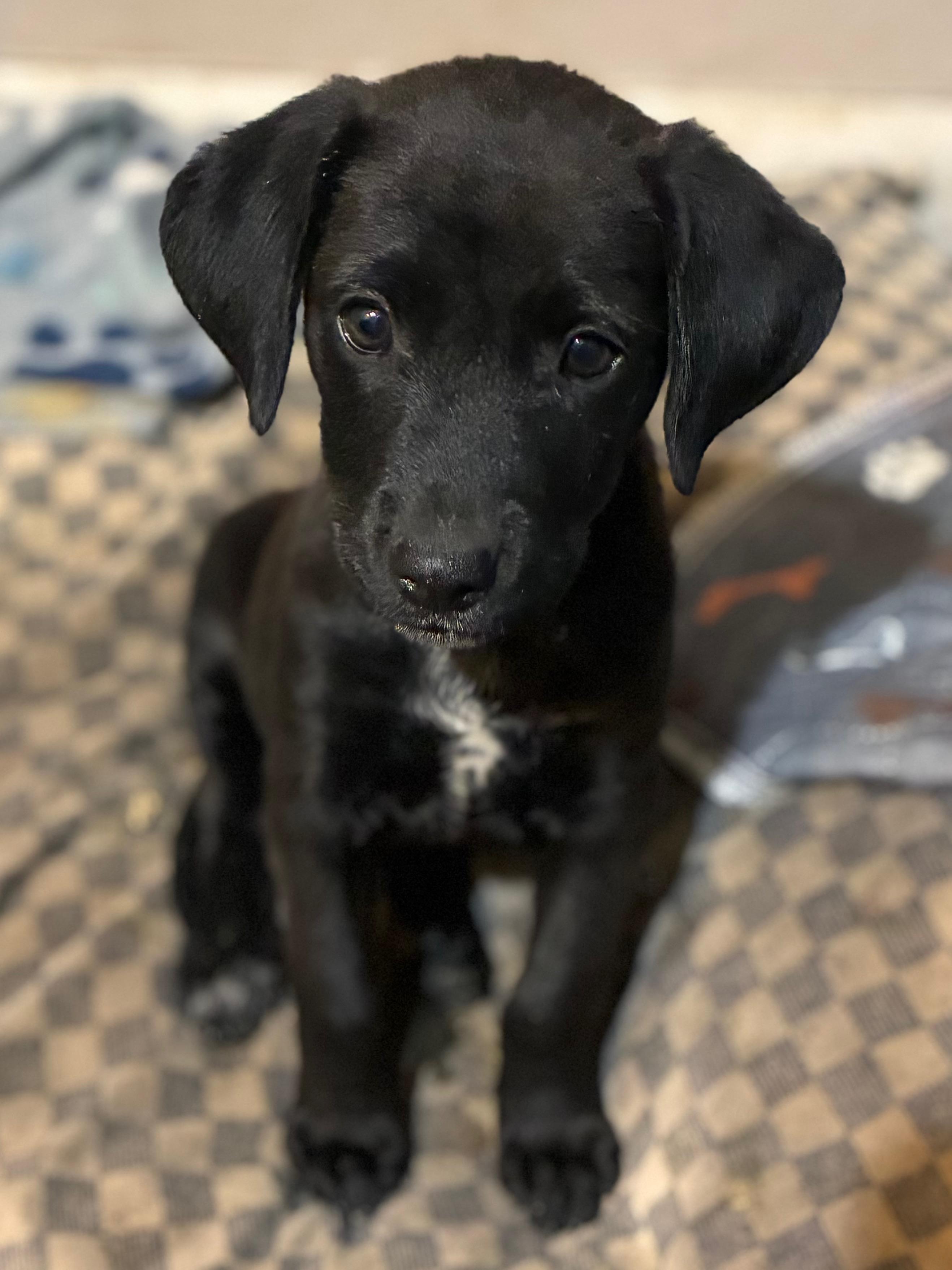 Enlarge Dolly, a Adoptable mixed breed in Warrington, PA image 4/6