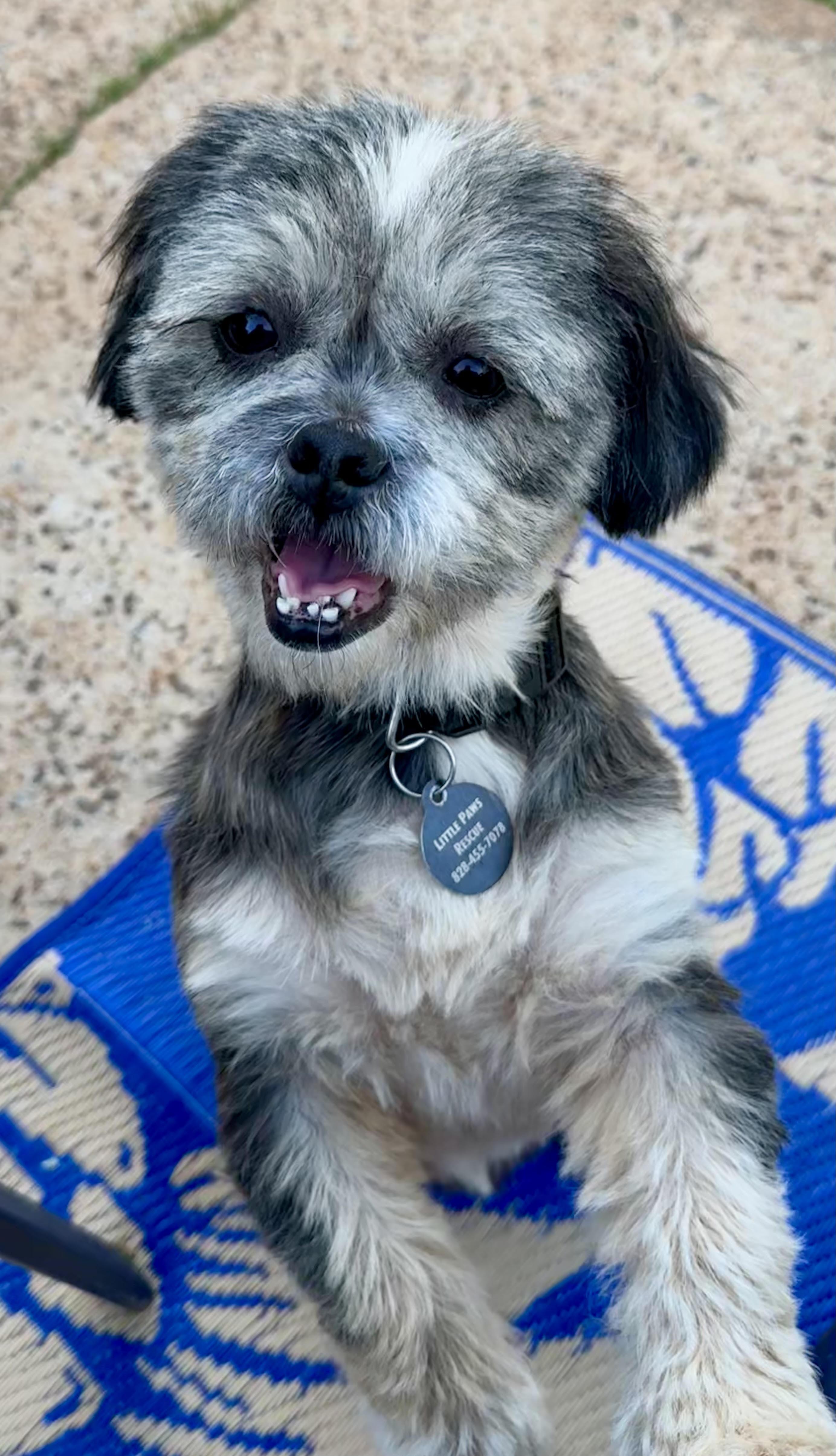 Honey, an adoption pending Lhasa Apso in Maiden, NC image 4/5