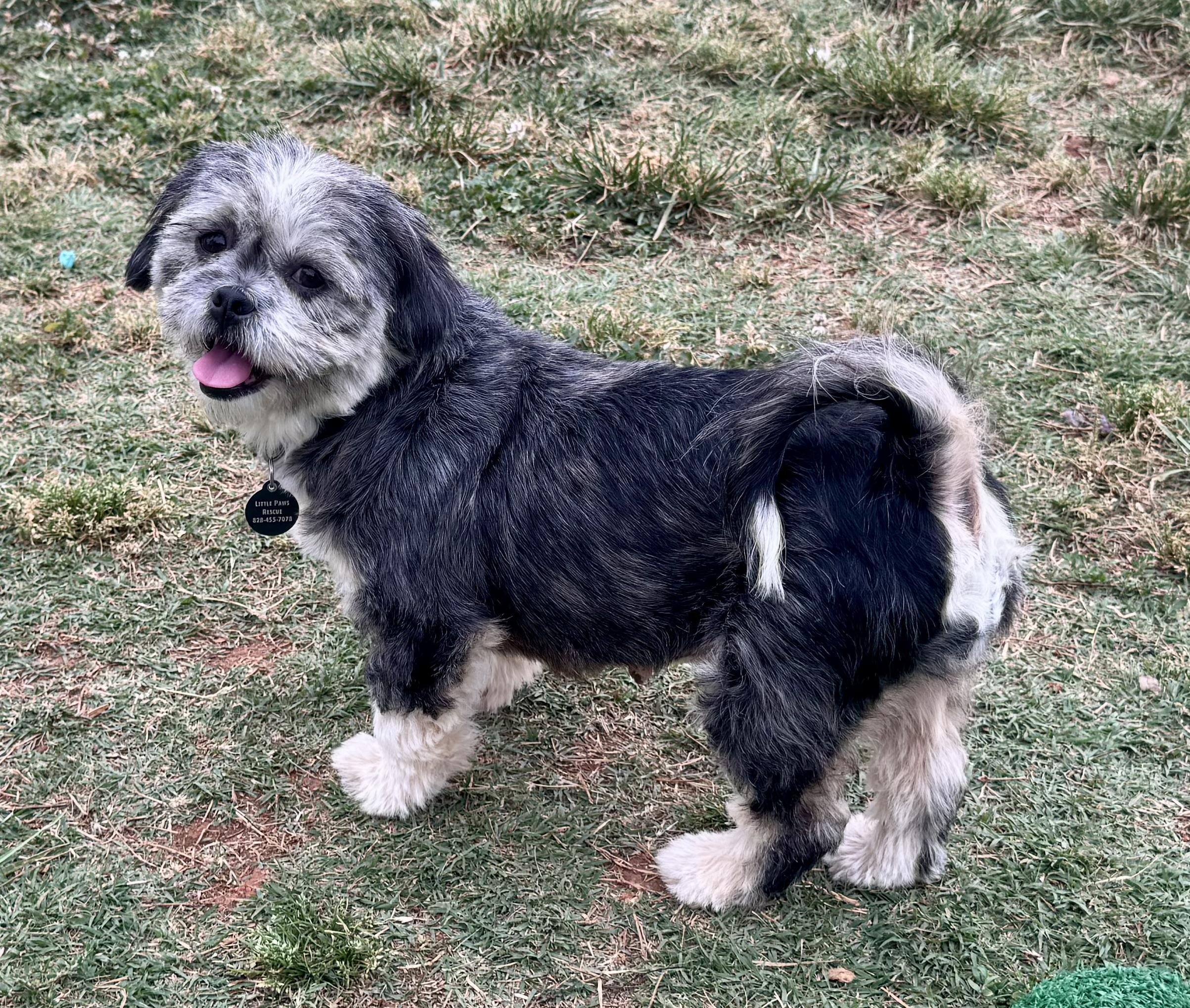 Honey, an adoption pending Lhasa Apso in Maiden, NC image 5/5
