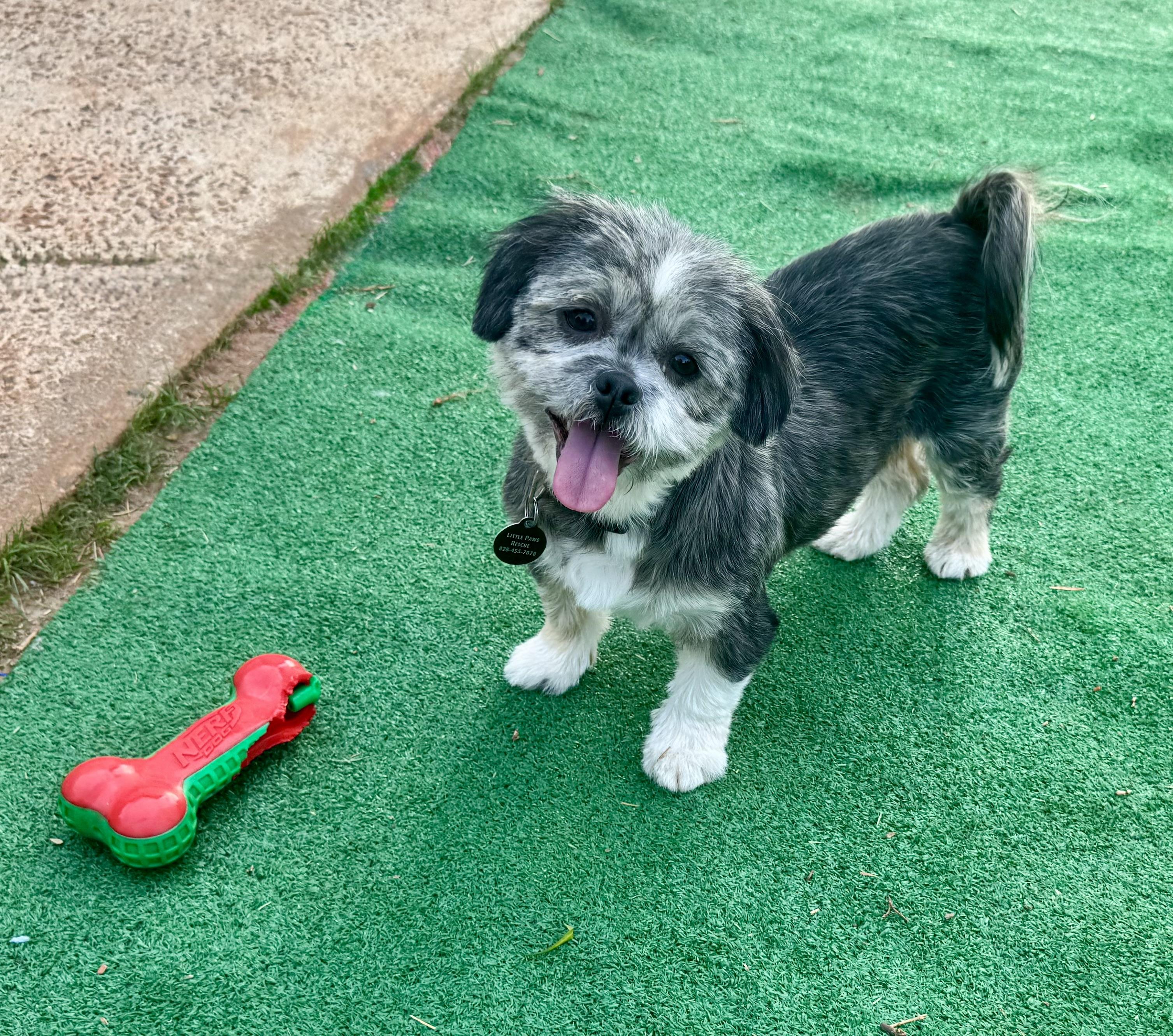 Honey, an adoption pending Lhasa Apso in Maiden, NC image 2/5