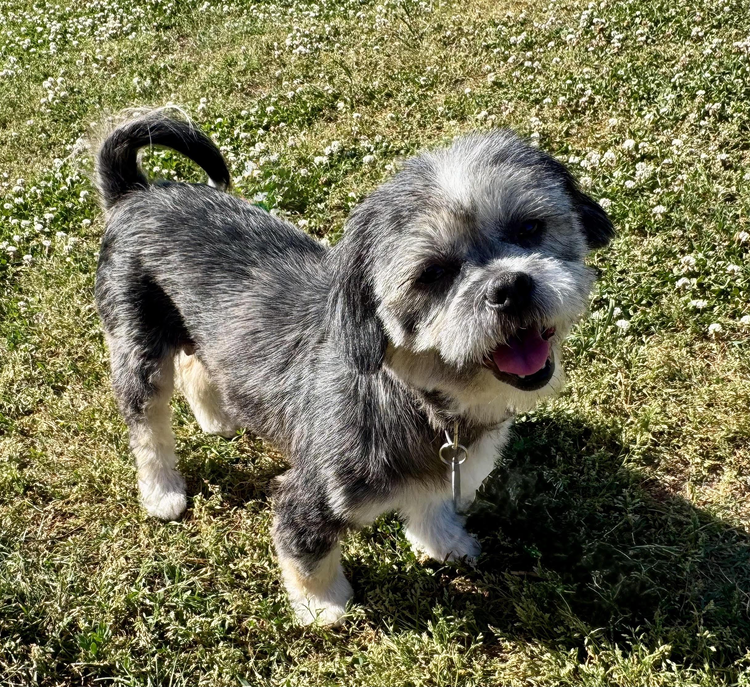 Honey, an adoption pending Lhasa Apso in Maiden, NC image 3/5