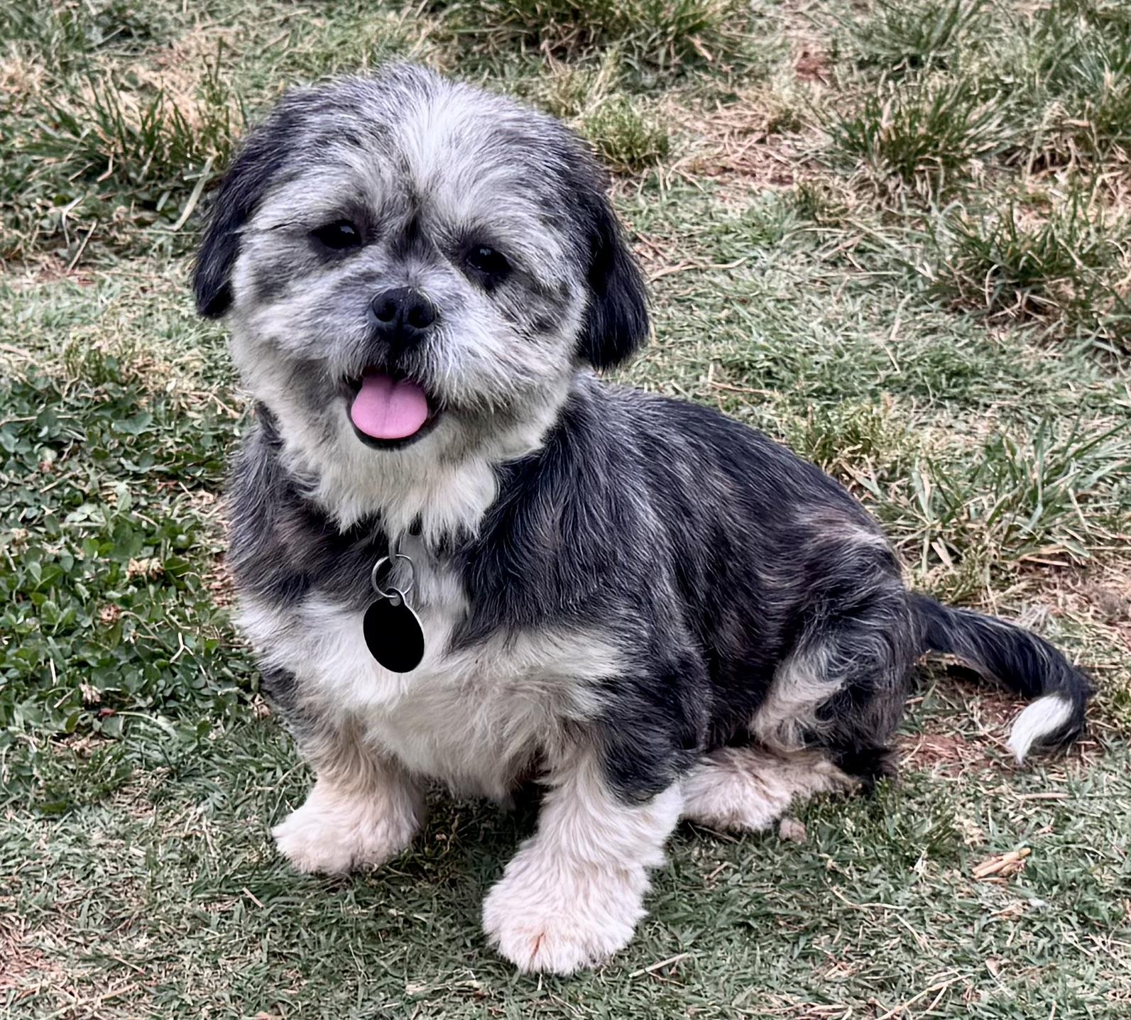 Honey, an adoption pending Lhasa Apso in Maiden, NC image 1/5