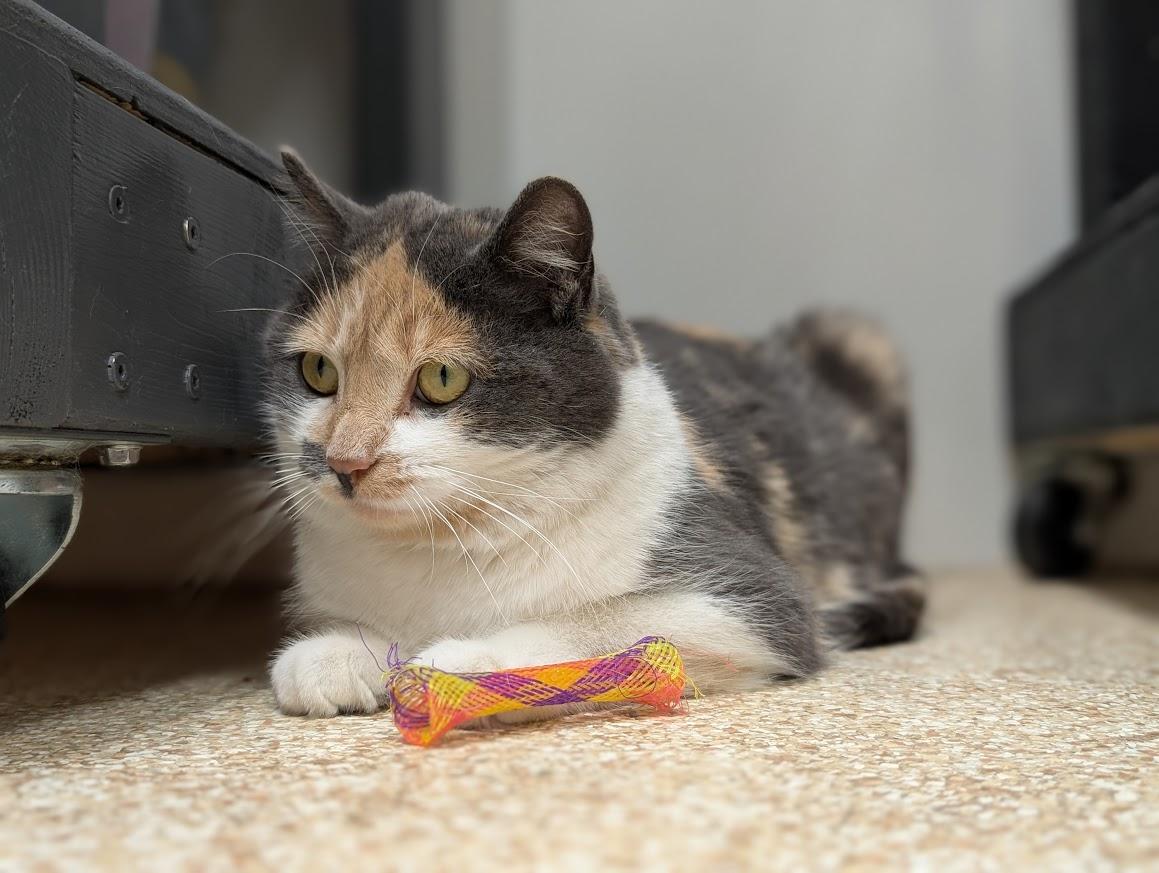 Enlarge Fawn, an adopted Calico in Waupun, WI image 3/4