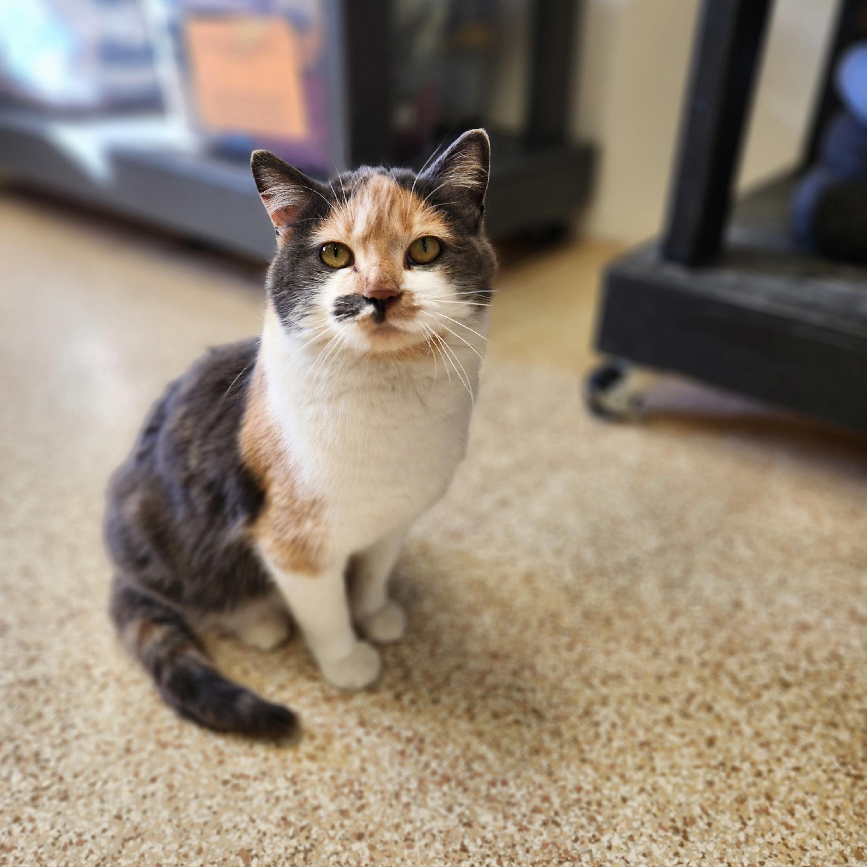 Enlarge Fawn, an adopted Calico in Waupun, WI image 4/4