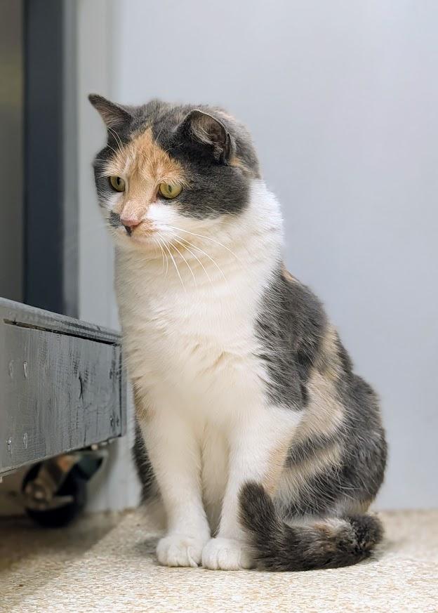 Enlarge Fawn, an adopted Calico in Waupun, WI image 1/4