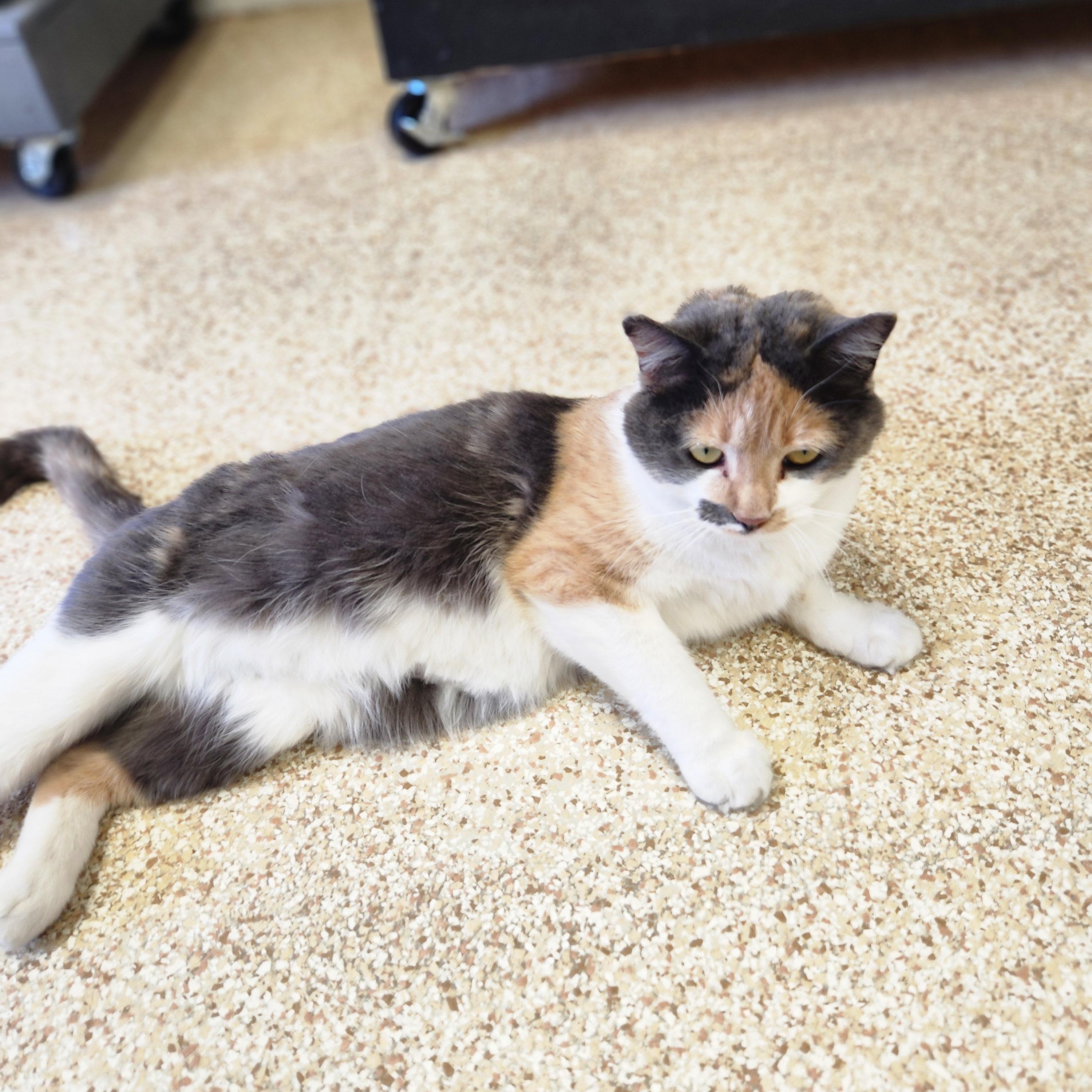 Enlarge Fawn, an adopted Calico in Waupun, WI image 2/4