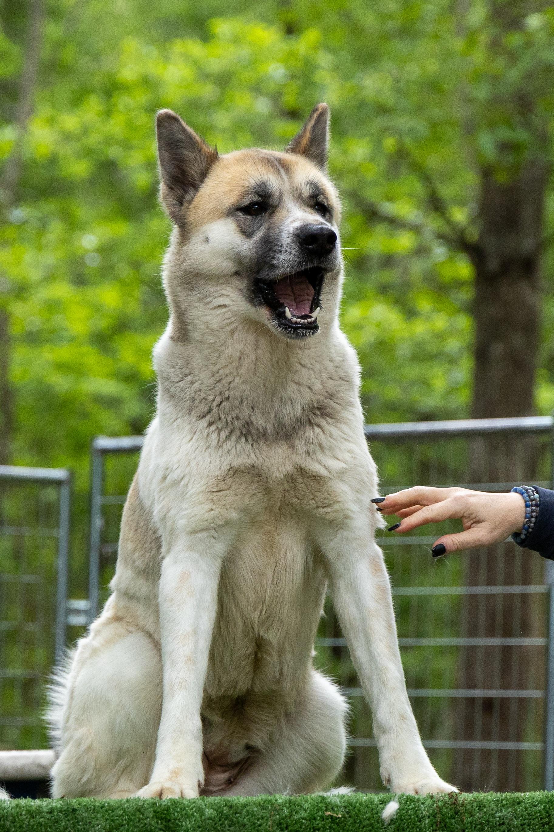 Tara, a Adoptable Akita in Toms River, NJ image 5/6