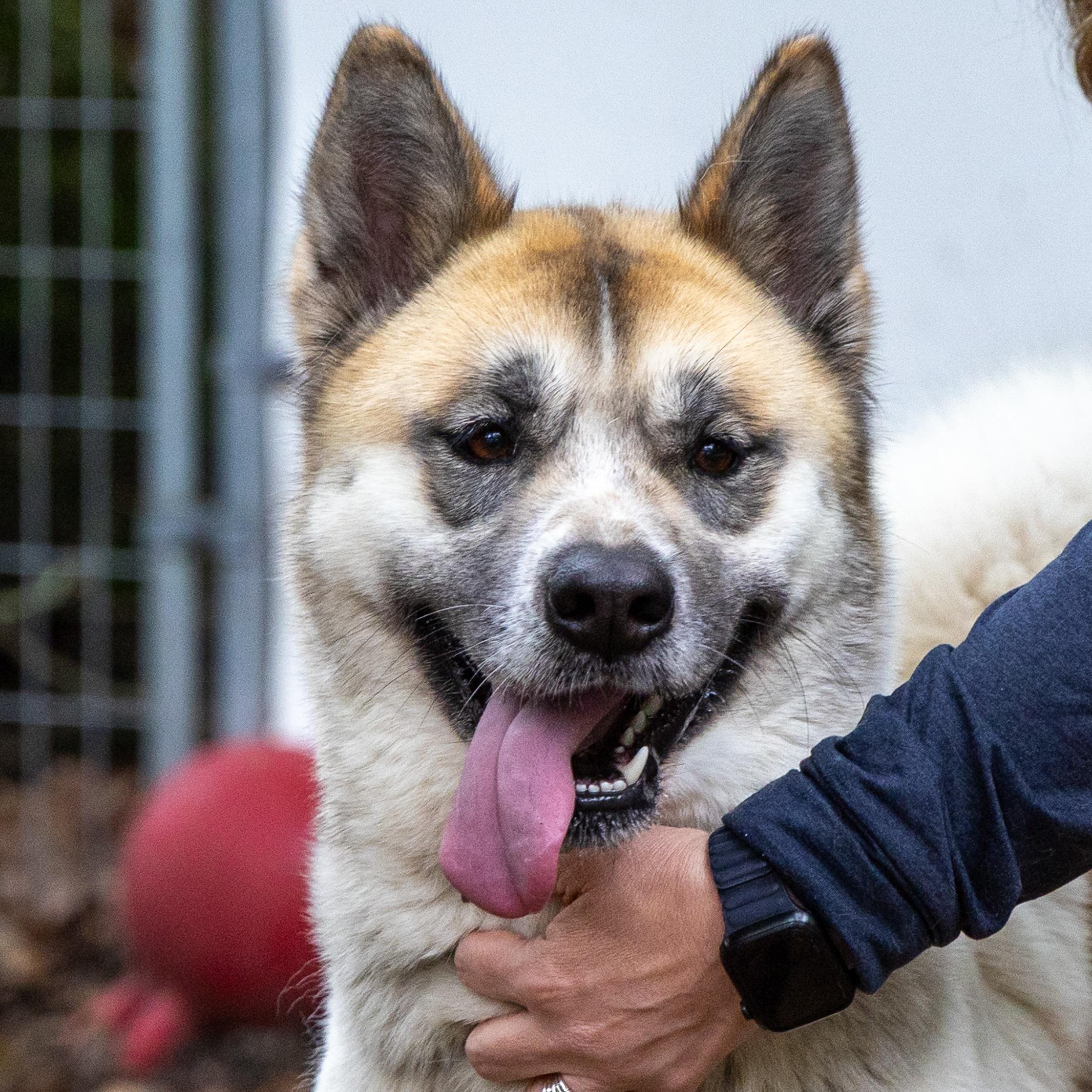 Tara, a Adoptable Akita in Toms River, NJ image 3/6