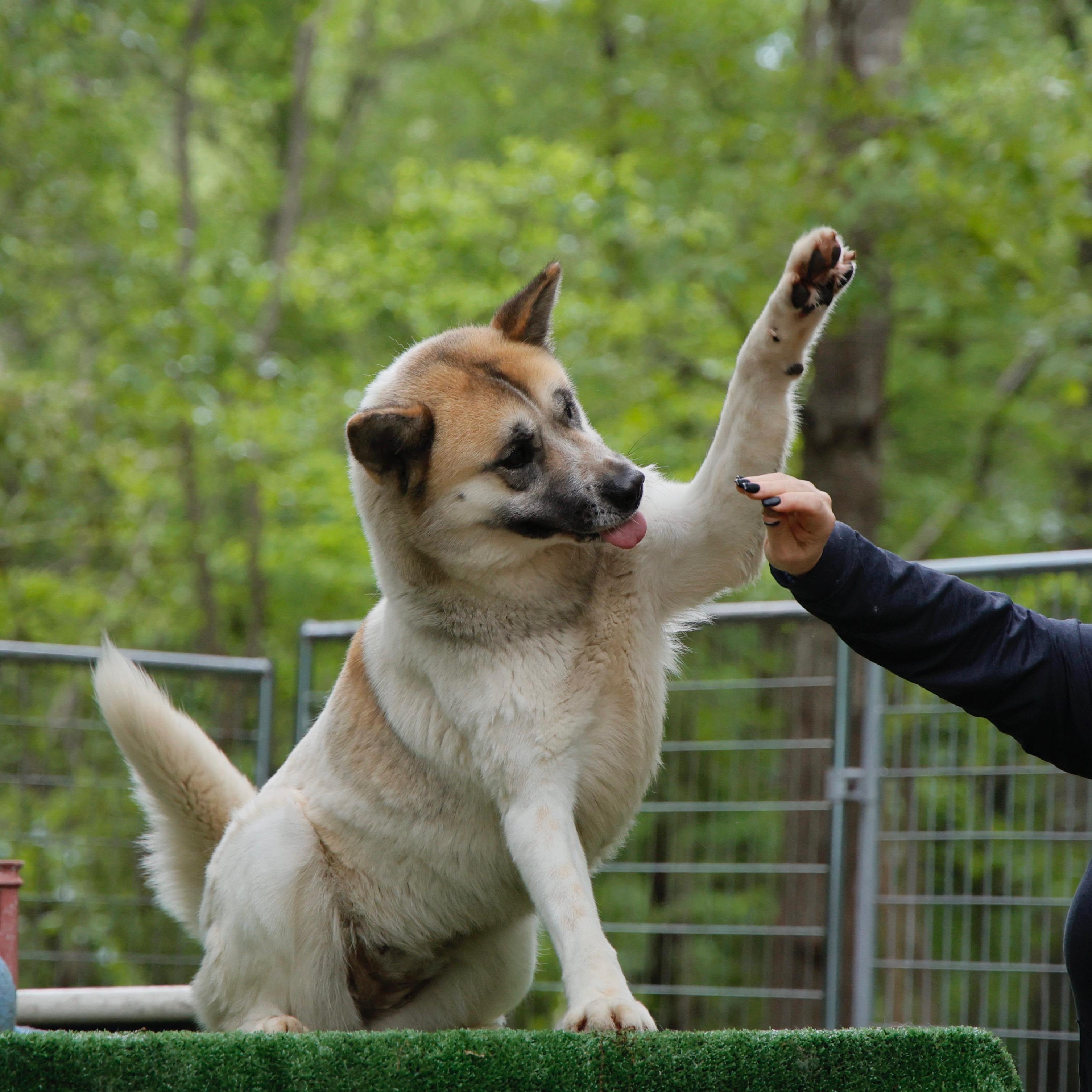 Tara, a Adoptable Akita in Toms River, NJ image 1/6