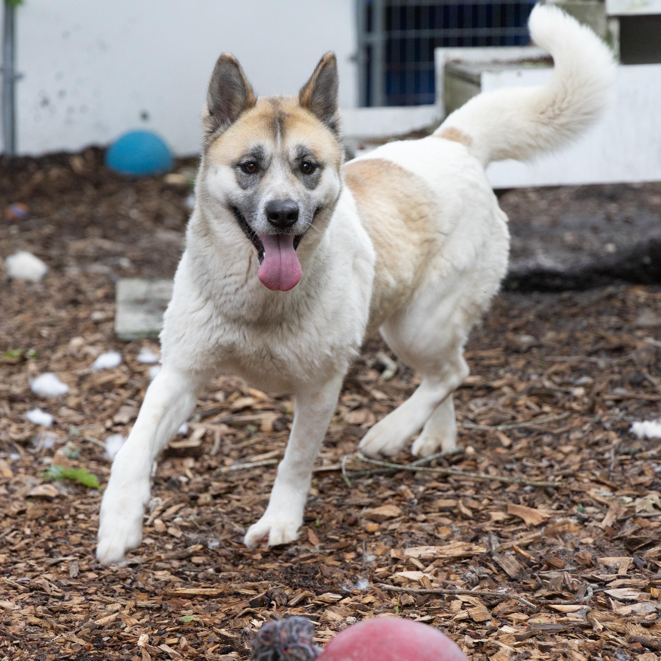 Tara, a Adoptable Akita in Toms River, NJ image 2/6