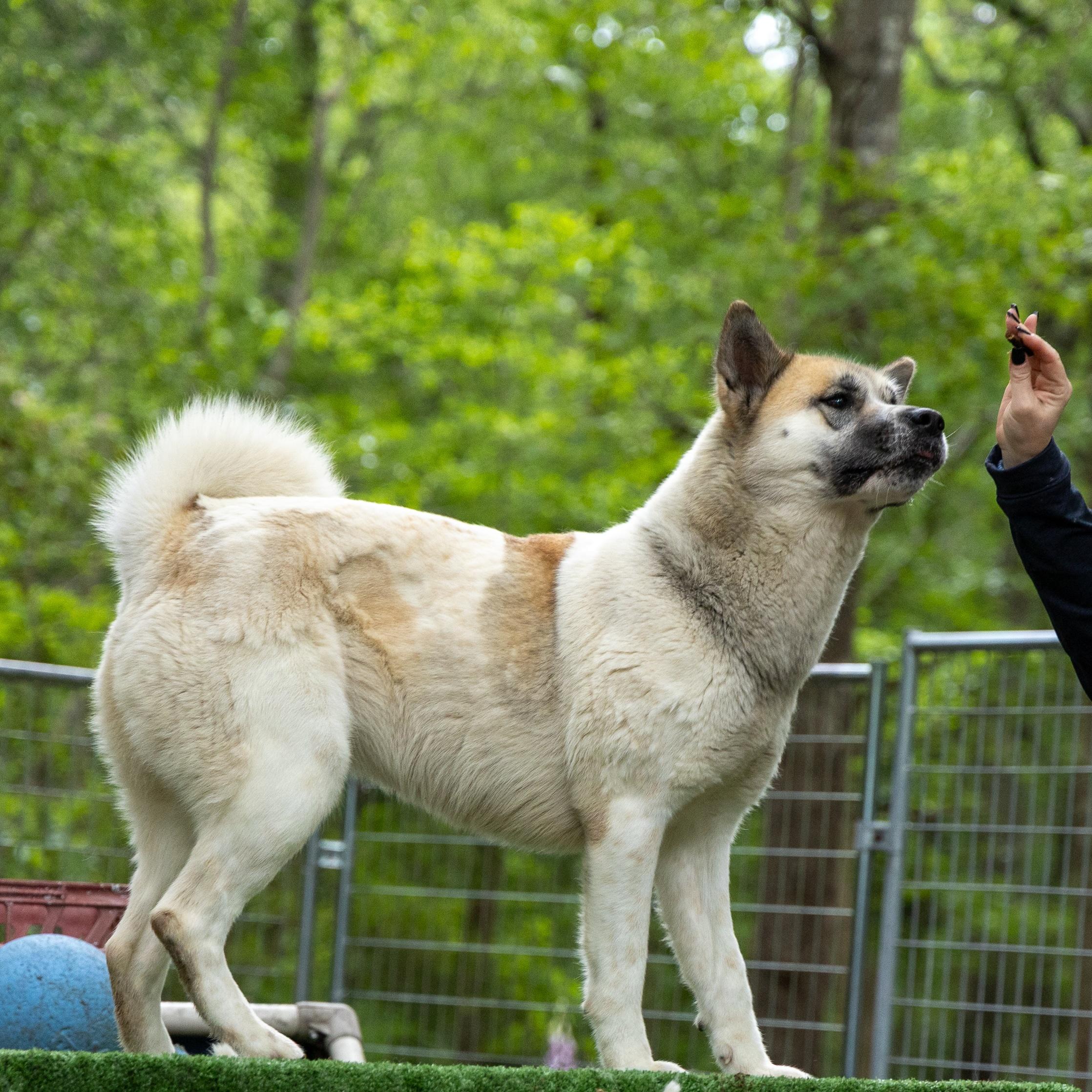 Tara, a Adoptable Akita in Toms River, NJ image 4/6