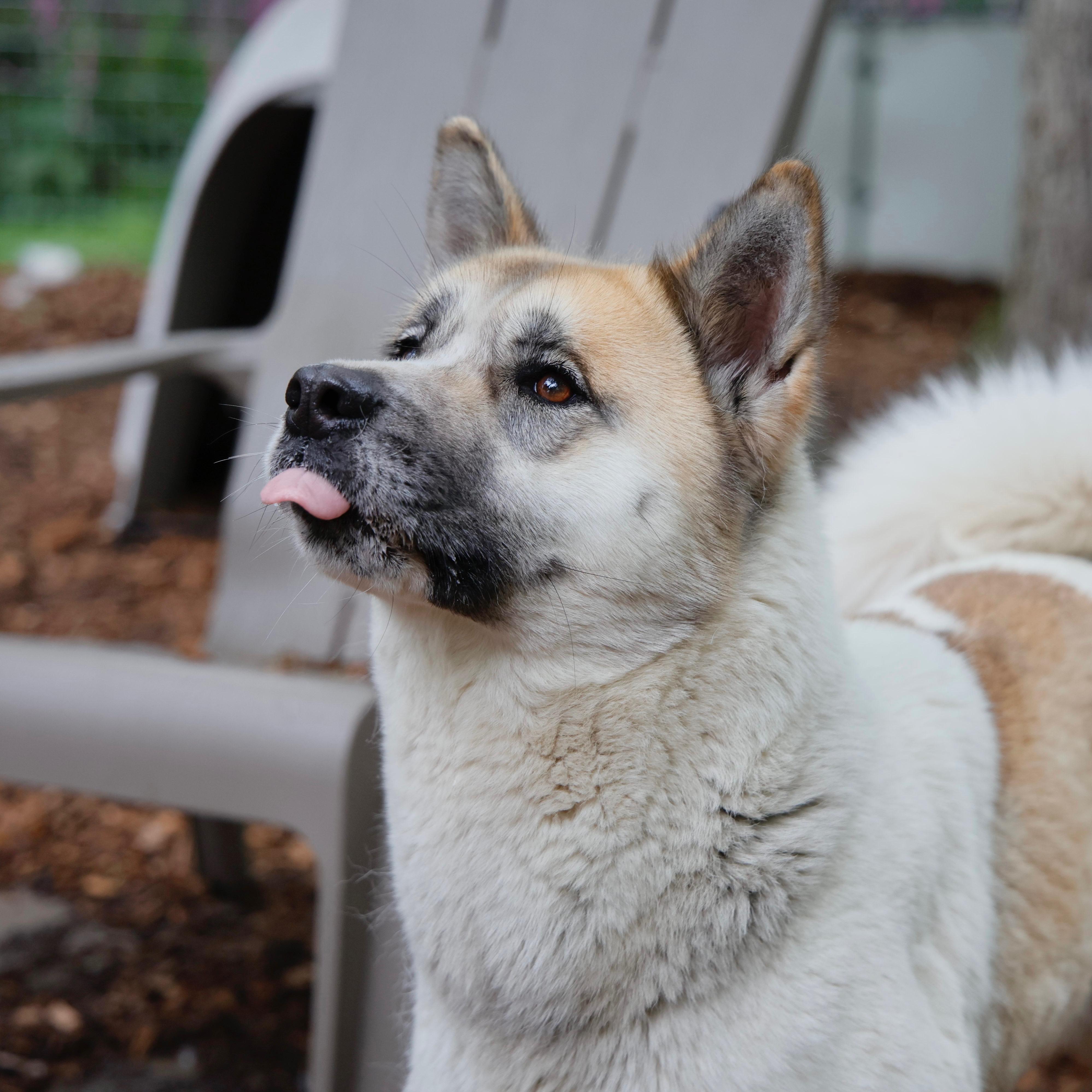 Tara, a Adoptable Akita in Toms River, NJ image 6/6