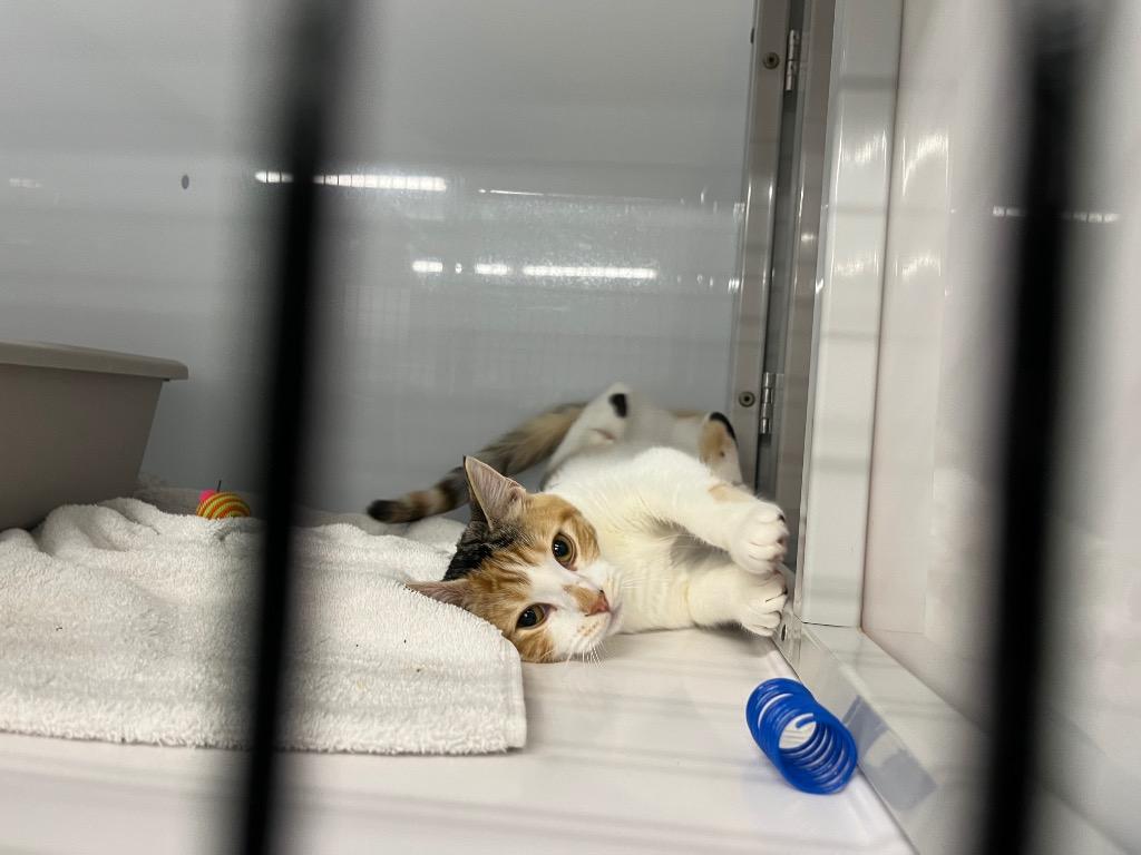 Falcon, Adoptable, Kitten Female Domestic Short Hair.