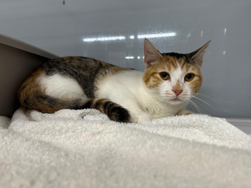 Enlarge Falcon, a Adoptable mixed breed in Raleigh, NC image 2/3