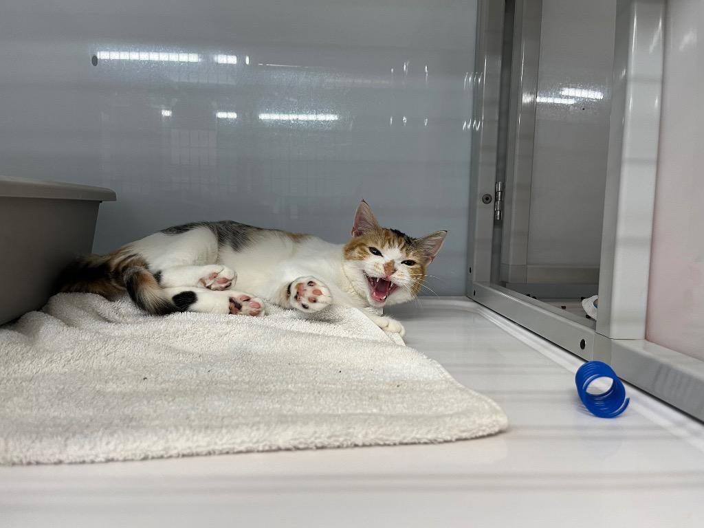 Enlarge Falcon, a Adoptable mixed breed in Raleigh, NC image 3/3