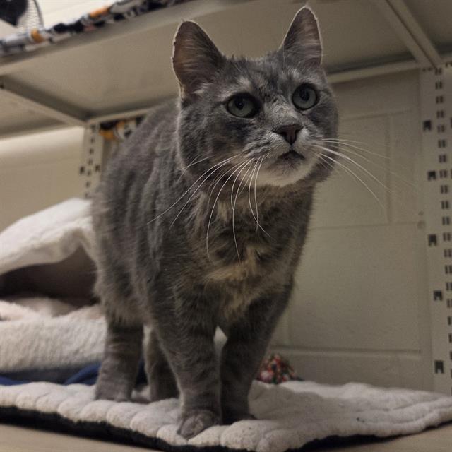 Enlarge MARGOT, a Adoptable Domestic Short Hair in Centerville, MA image 1/1