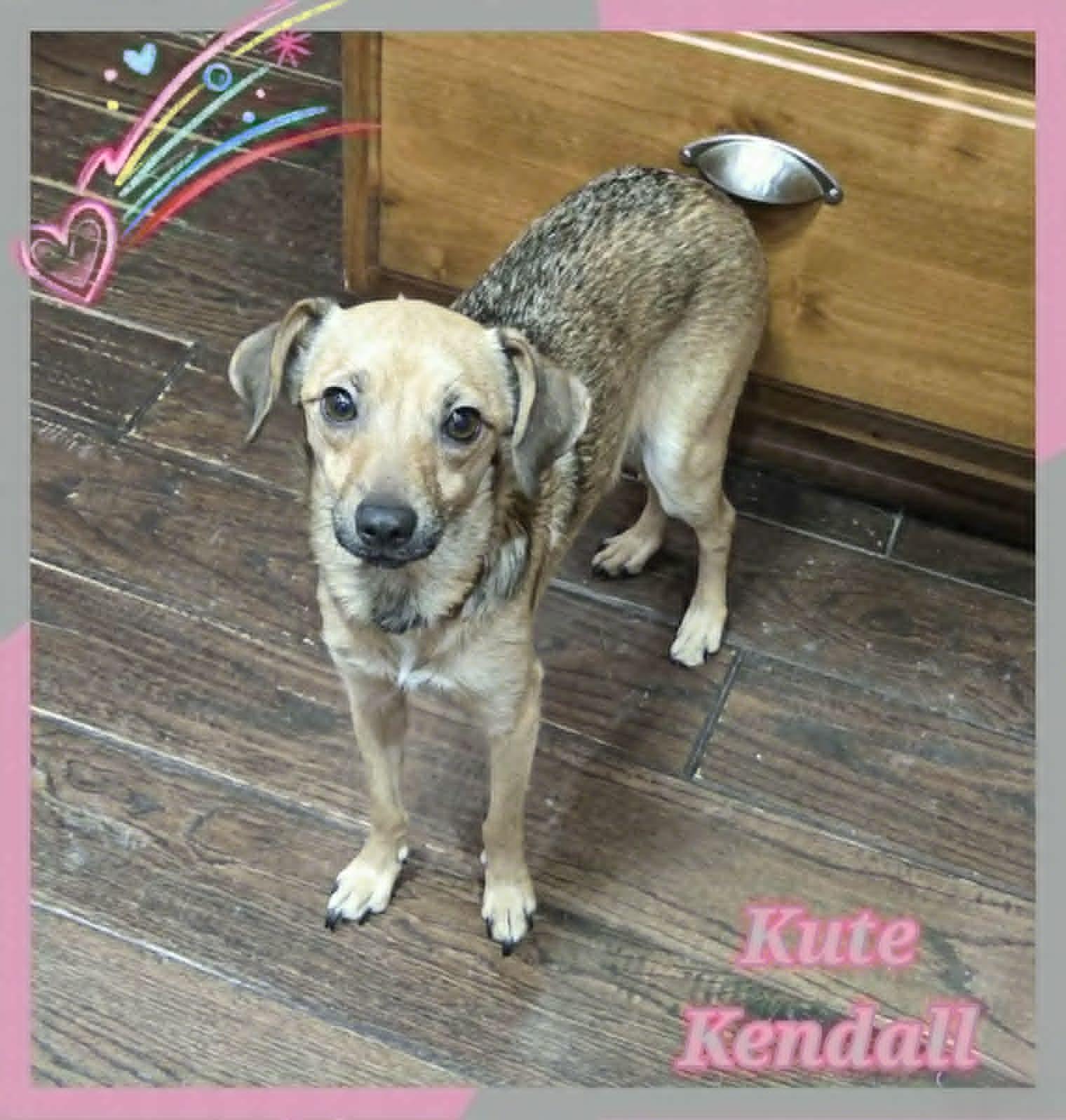 Kendall, a ADOPTABLE mixed breed in Grove, OK image 2/4