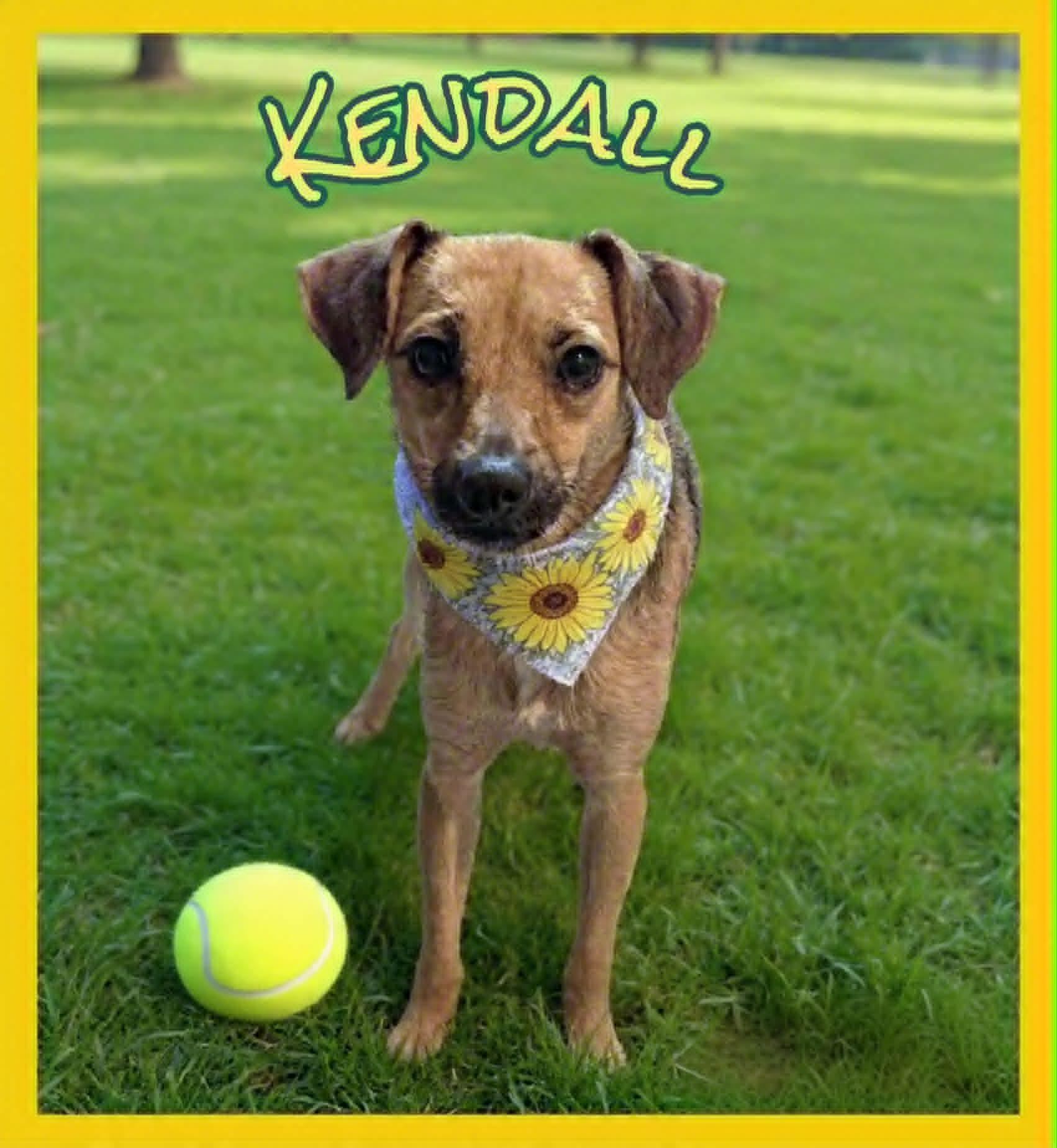 Kendall, a ADOPTABLE mixed breed in Grove, OK image 4/4
